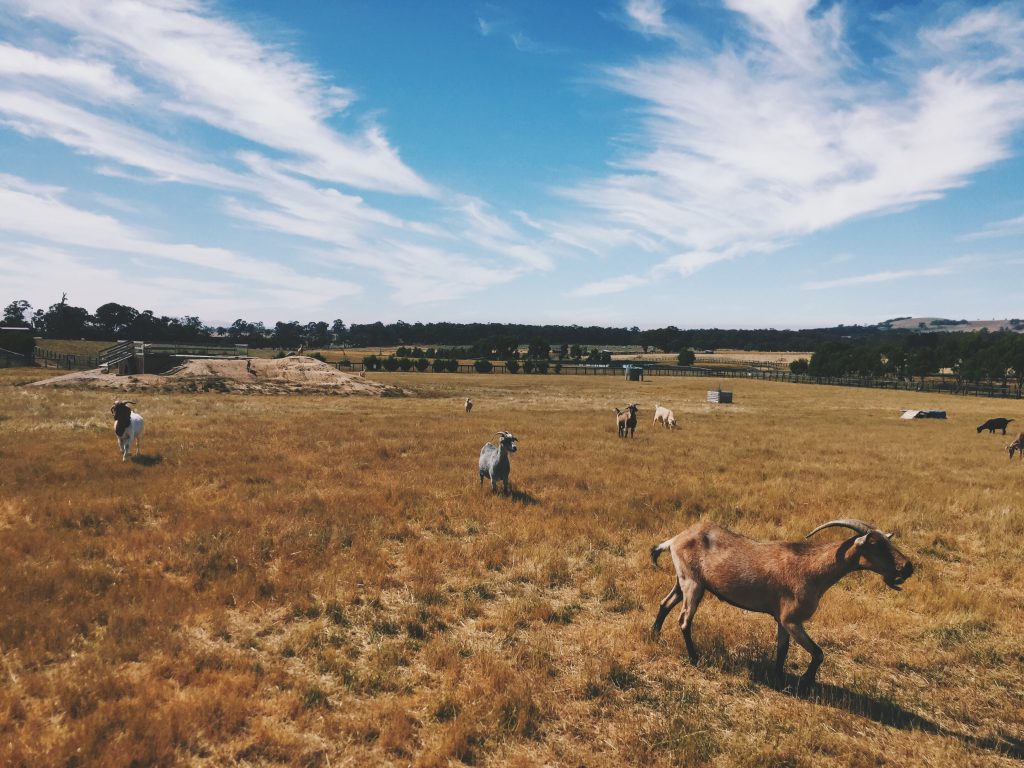 Edgar's Mission | eat, write + explore