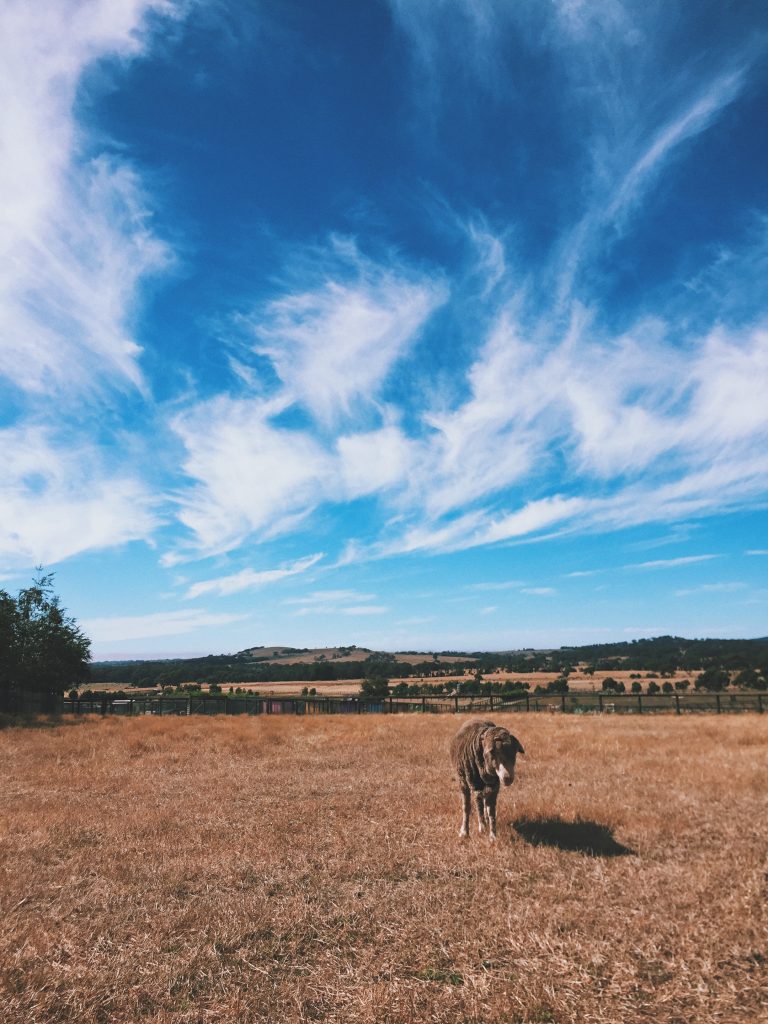 Edgar's Mission | eat, write + explore