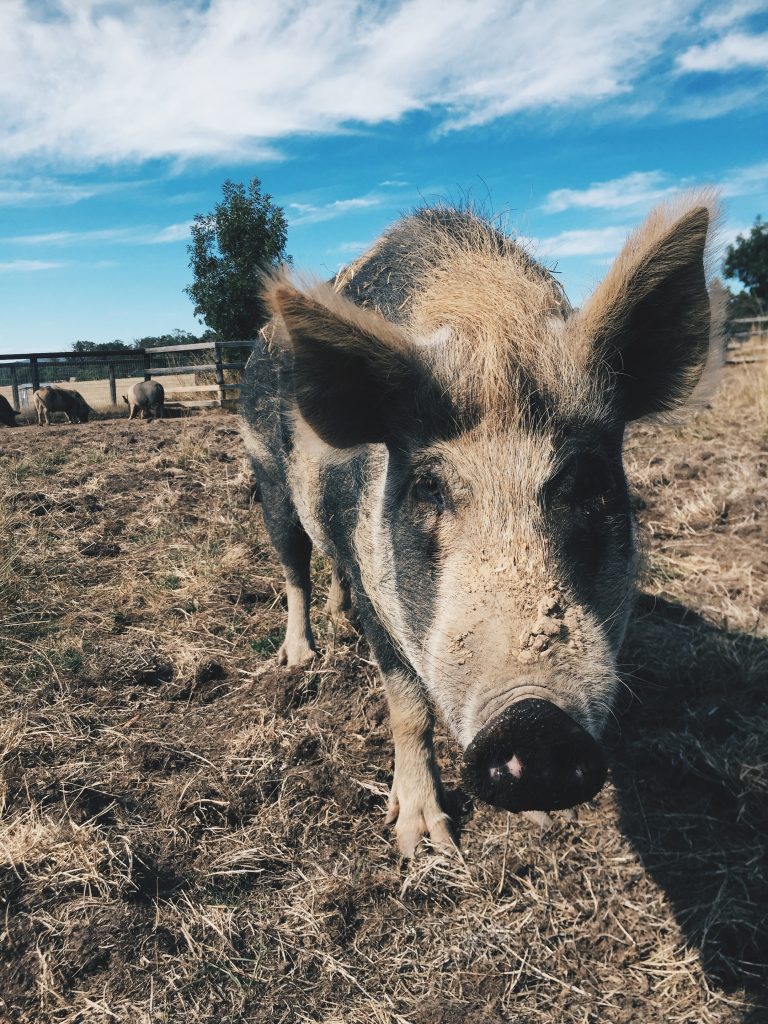 Edgar's Mission | eat, write + explore
